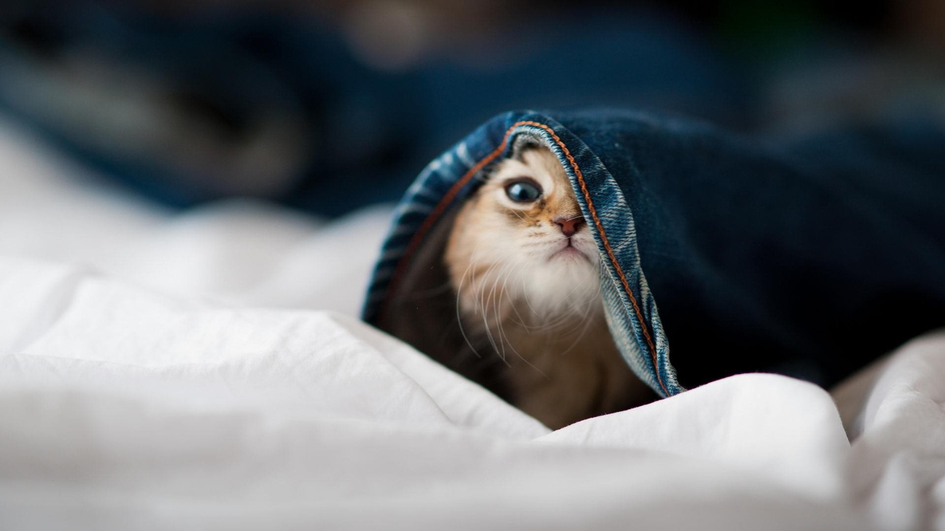 2026序章？雄鹿打穿猛龙，这场焦点战恍如世界杯预演