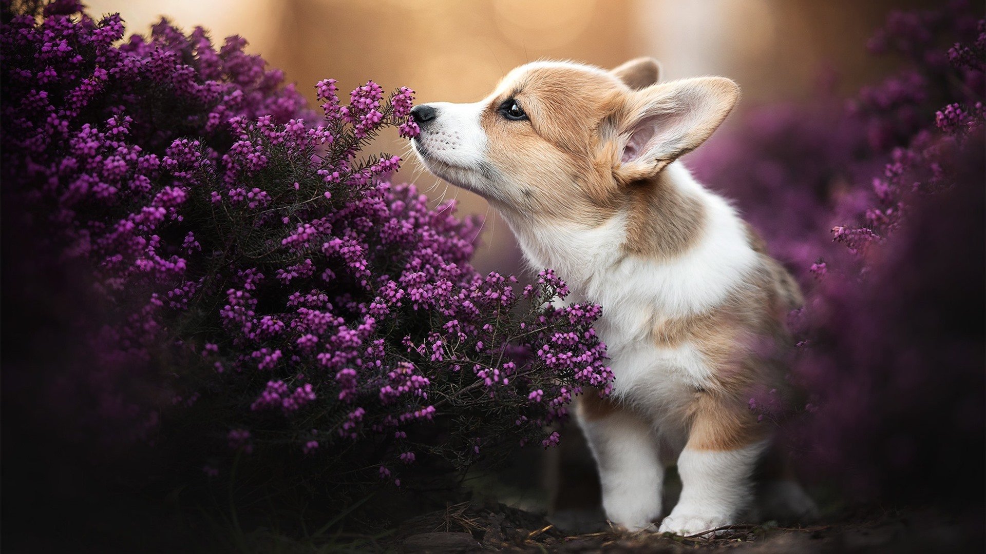 杰伦格林防守端锁死对手，篮网强势晋级击败广东队