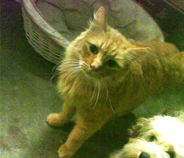 欧文关键先生本色，快船力擒老鹰展韧性