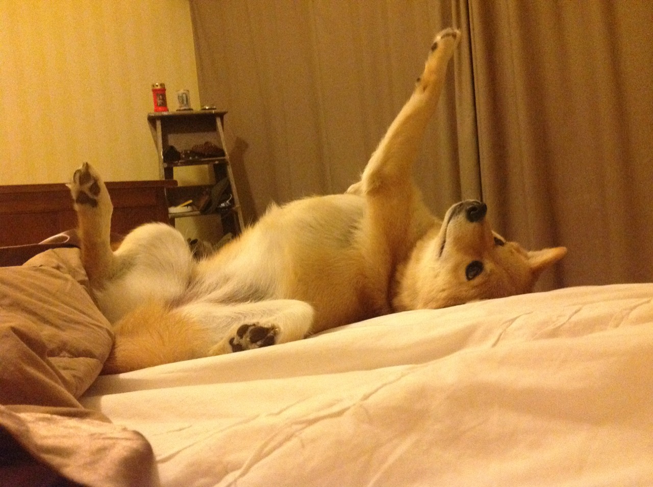 萨卡梅开二度闪耀2026，奥地利3-1斩落新西兰创历史