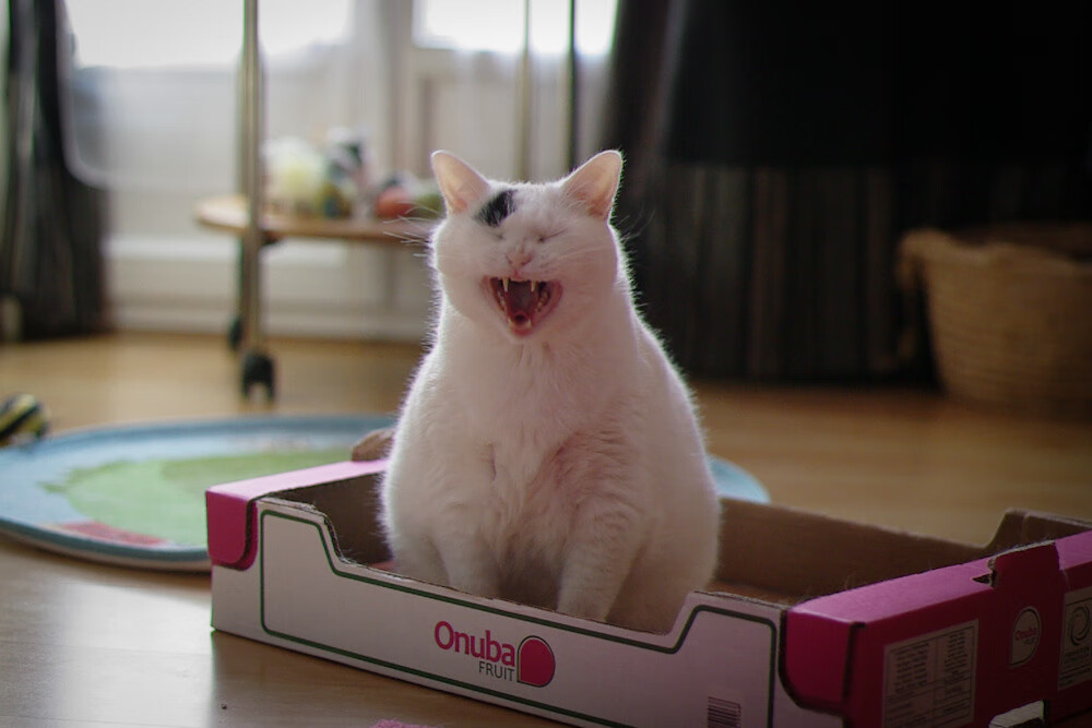 2026世界杯之夜,萨内压力下的终极爆发