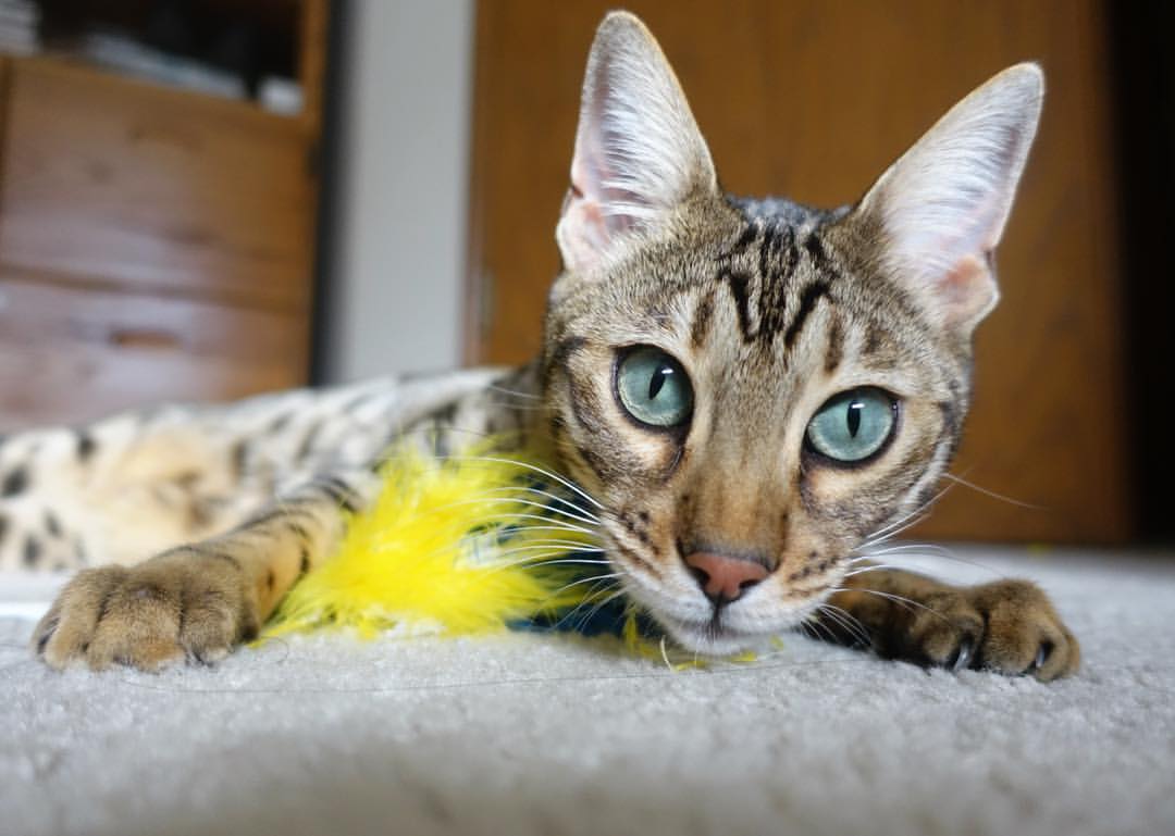 淬火之战，浓眉关键表演定乾坤，魔术逆袭雷霆显峥嵘