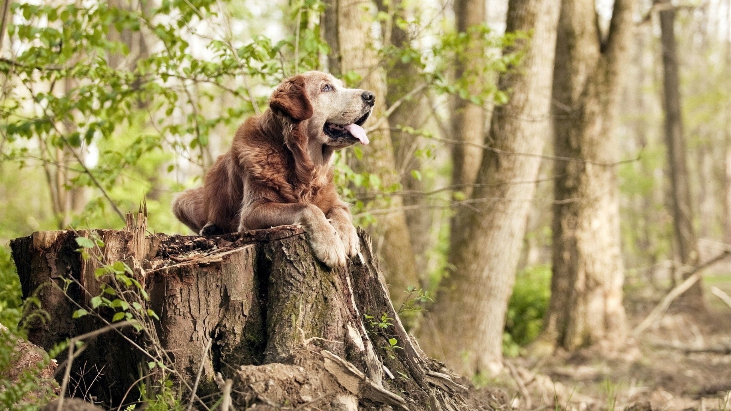 无冕之夜的小贾伦,当世界在喧嚣中沉默,一个灵魂在篮筐下苏醒
