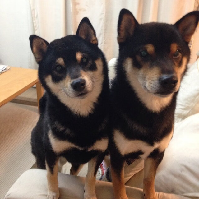 奥运前哨战，独行侠战胜篮网，国际球星如何重塑NBA争冠与国家队荣耀的双重博弈？