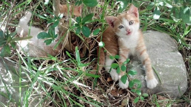 金色加维撕裂防线，北欧海盗加时绝杀