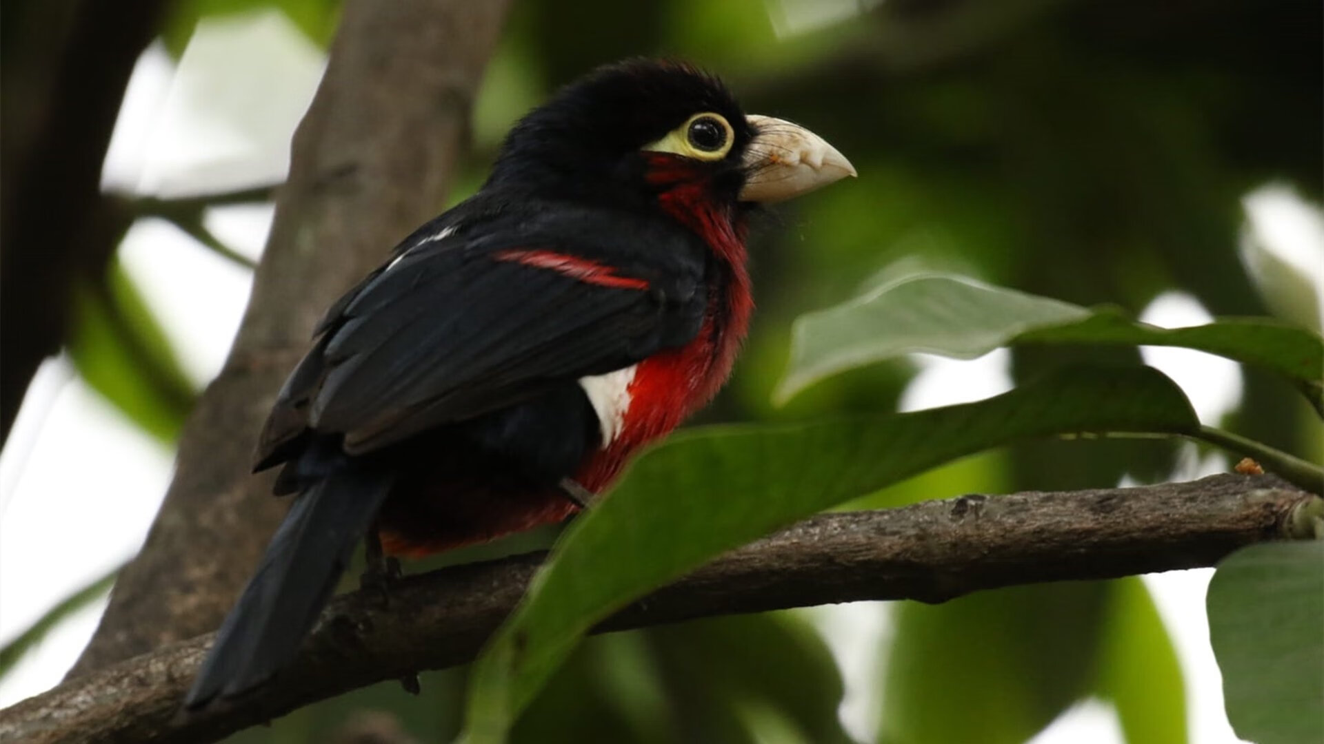雄鹿单节暴走击溃尼克斯，哈利伯顿导演关键攻势