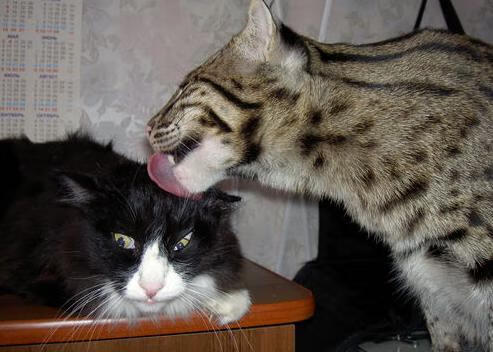 关键时刻的胜利,智利与阿圭罗的绝境启示录