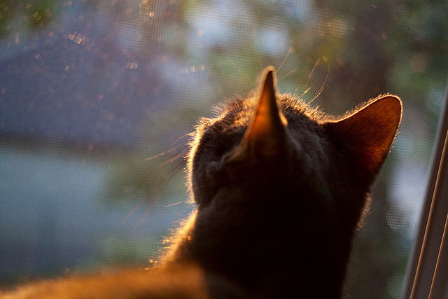 加纳踏破埃及，阿克的无解天幕下，法老神光熄灭