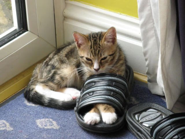 当东方铁骑遇见德州牛仔，塔图姆如何成为跨越文化的关键先生