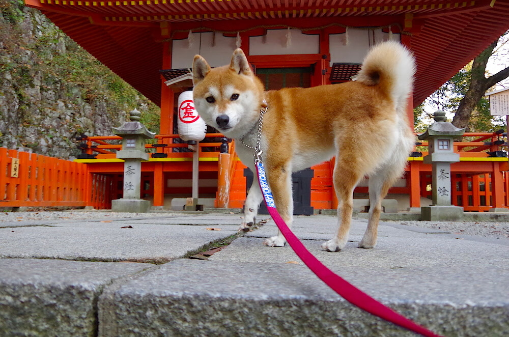 武切维奇如指挥官般带动全队节奏，山西队惊艳表现力撼辽宁