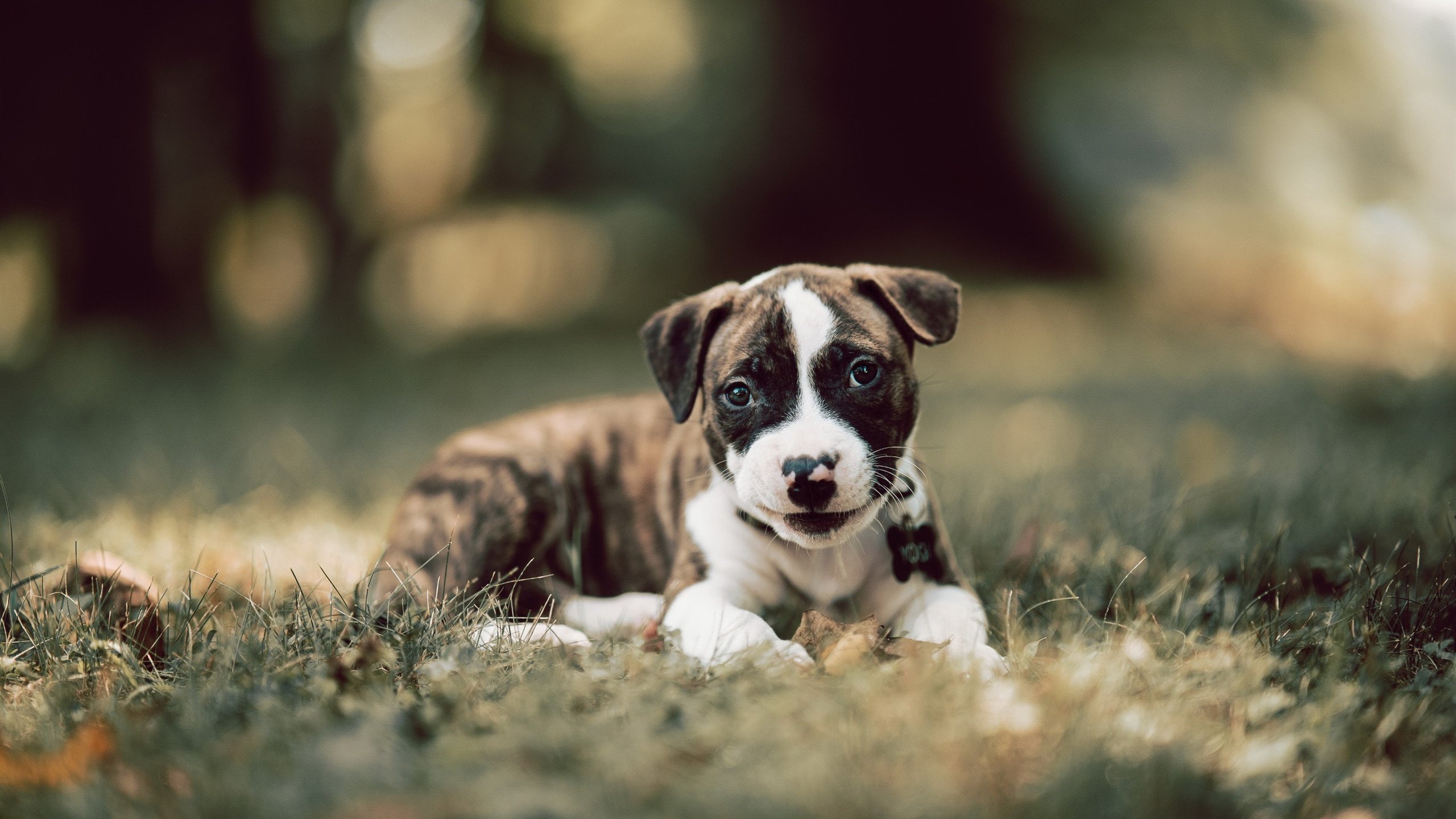 鹈鹕正面击溃湖人,米切尔在世界排名争夺战接管比赛