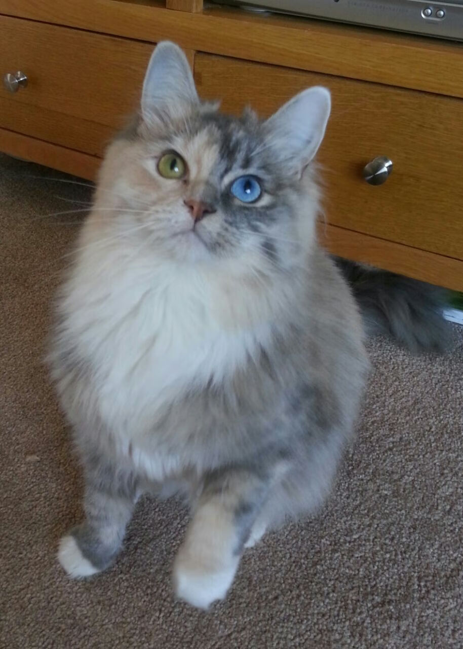 南美旋风遭遇大洋洲铁壁，斯通斯一记头槌打破心魔