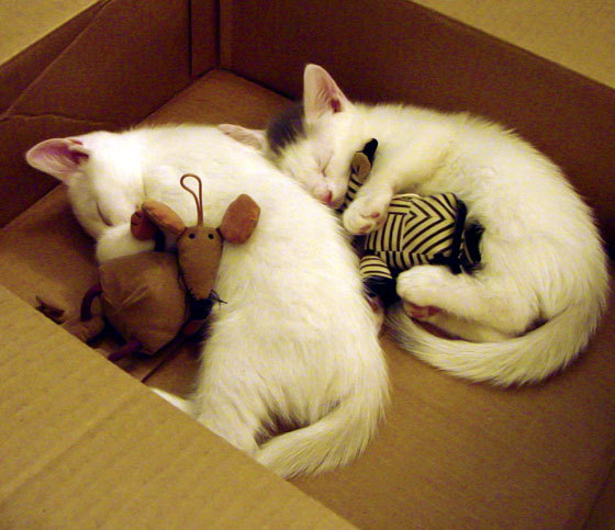 绿茵烽火未燃，篮坛已演世纪对决，雄鹿狂胜篮网背后的战略启示